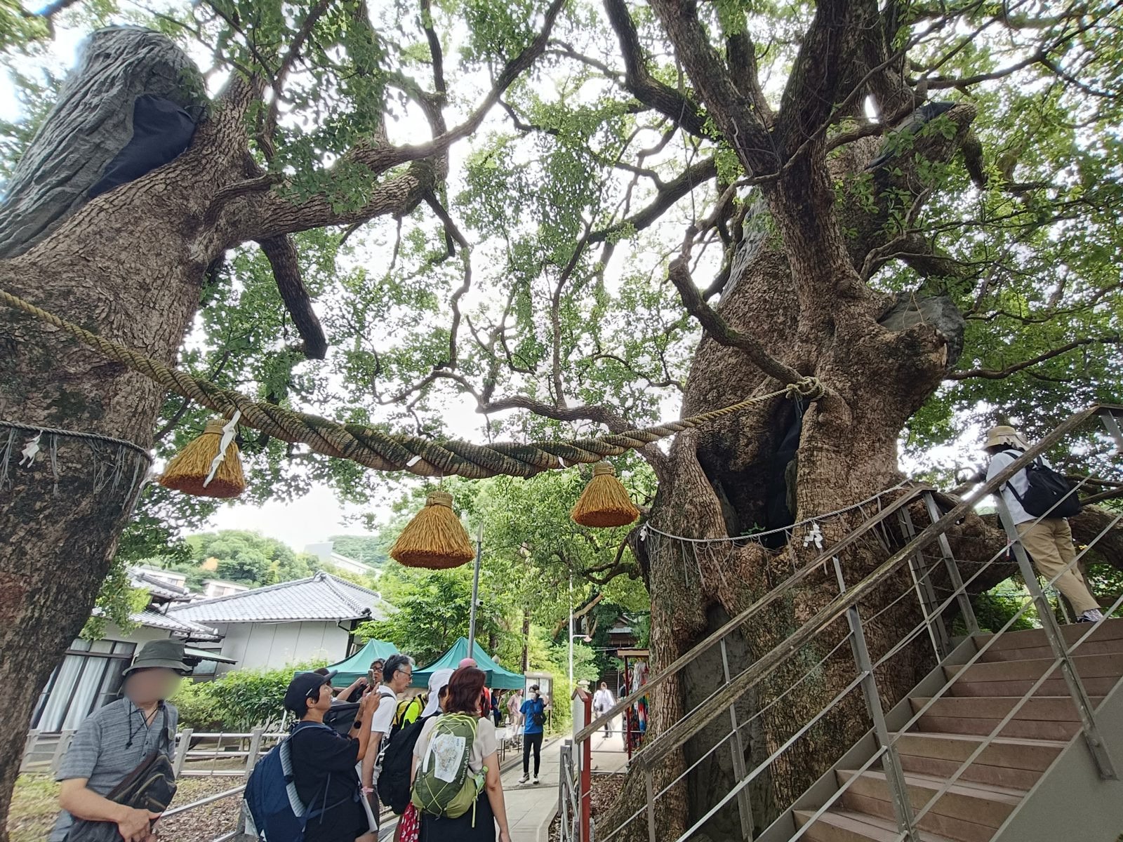 What Happens in Nagasaki on August 9: Inside the Moment of Silence at Sannō Shrine Visitors gather beneath the camphor tree's fused branches at Sannō Shrine, faces blurred for privacy